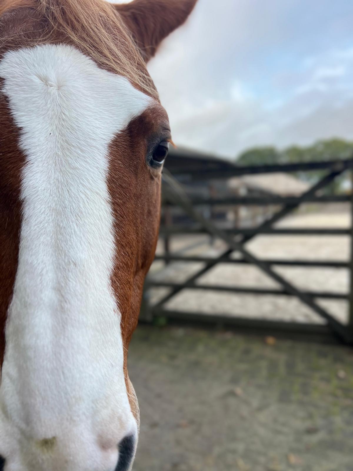 Firenzo, het paard van Luistergrond, van dichtbij